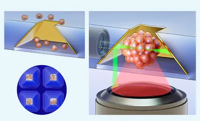 3D imaging of organoid